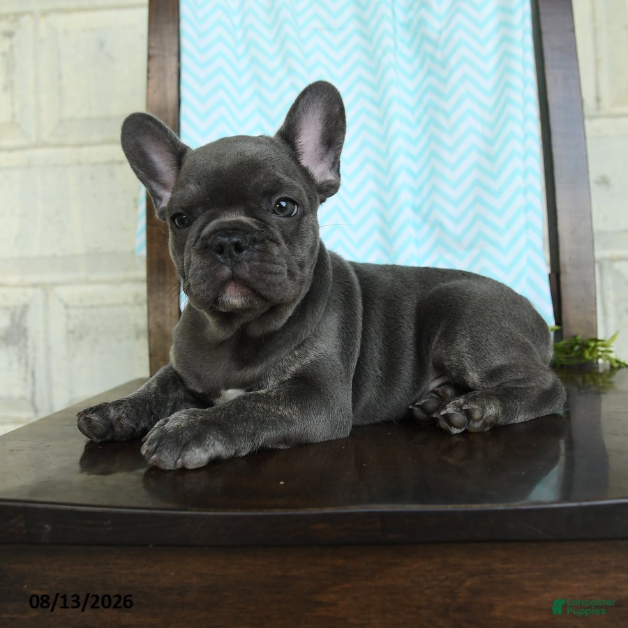 French Bulldog dogs Landon - Ad 2
