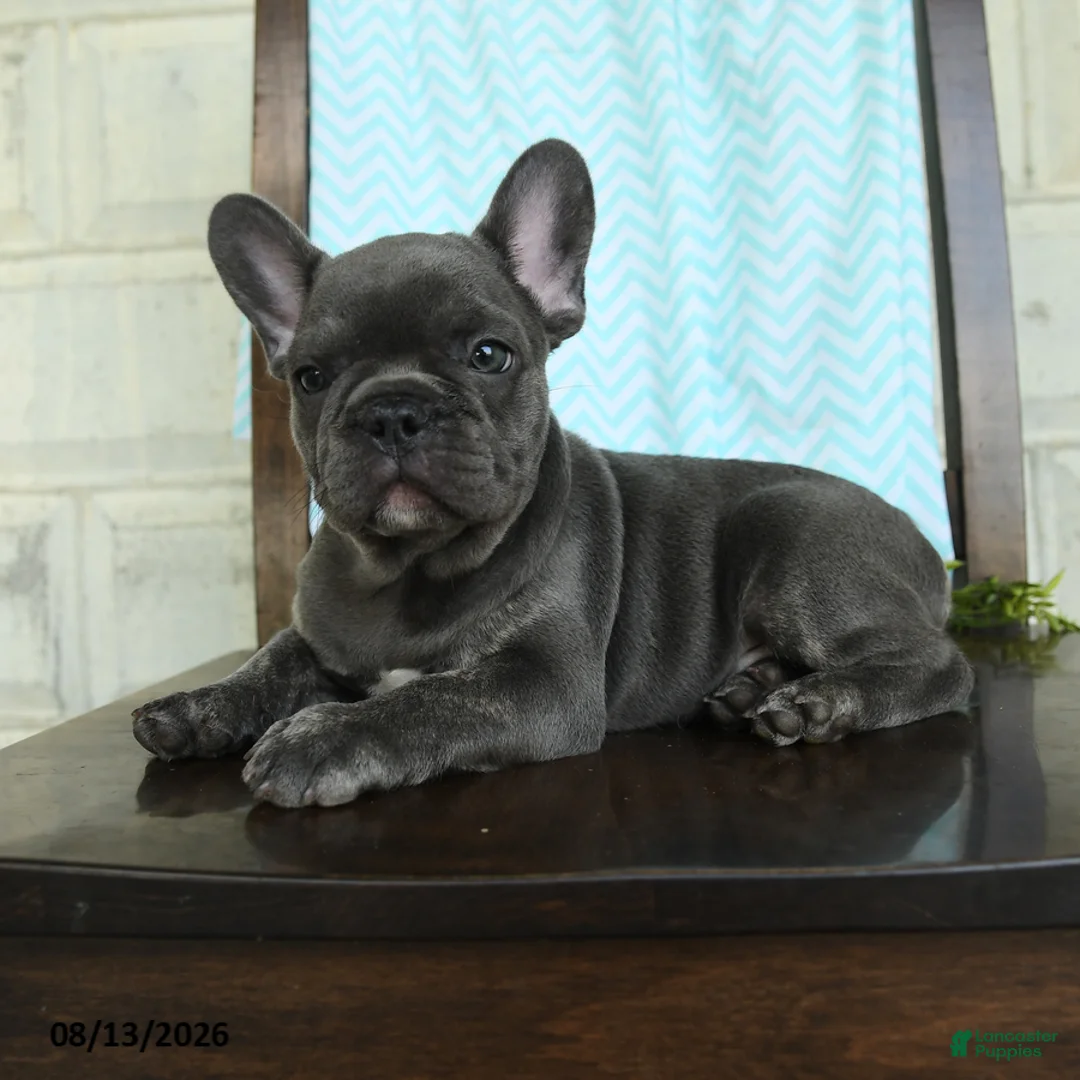 French Bulldog dogs for sale: Landon - Ad 2