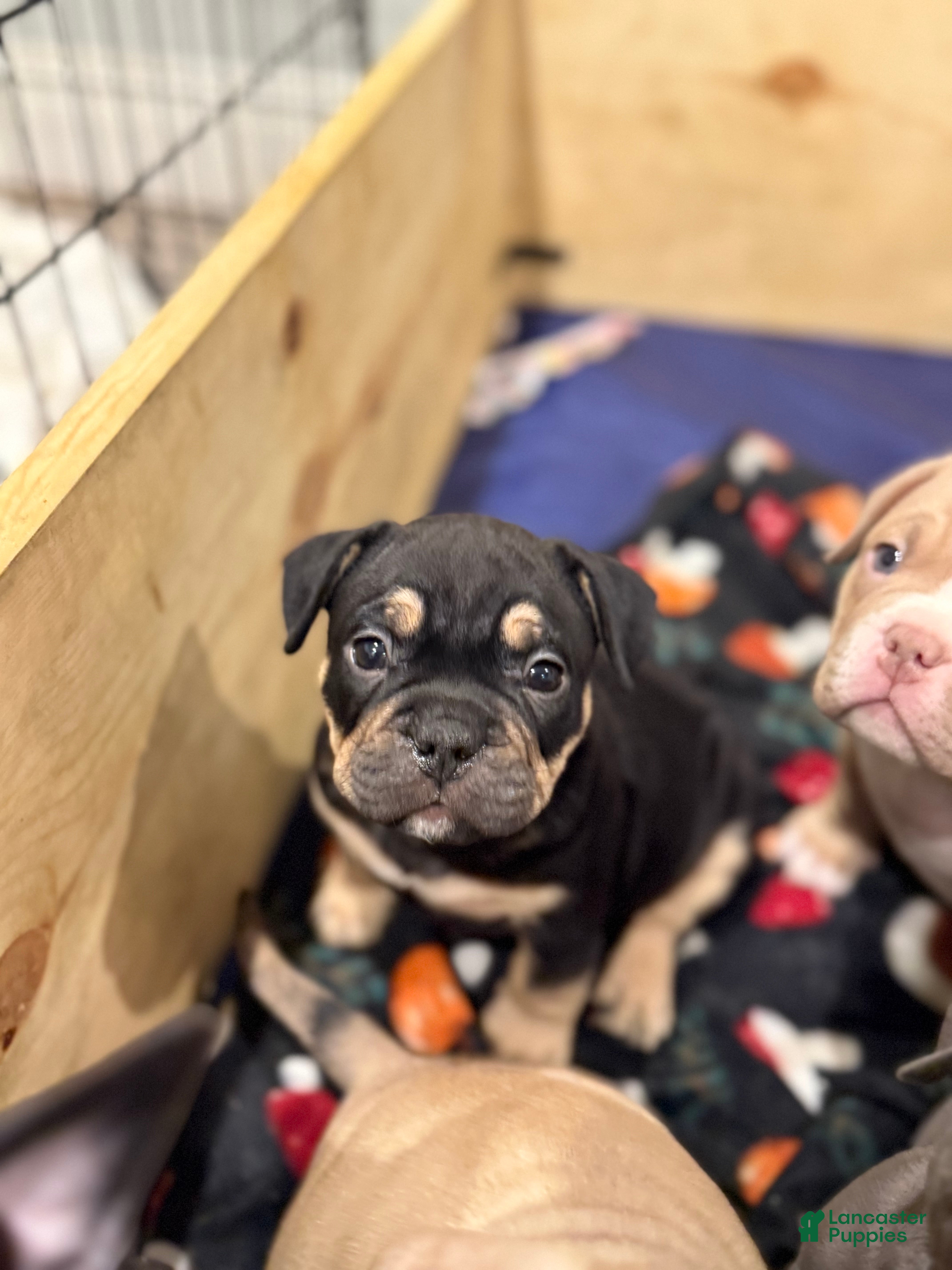 American Bully dogs American Bully Puppy 4 - Ad 2