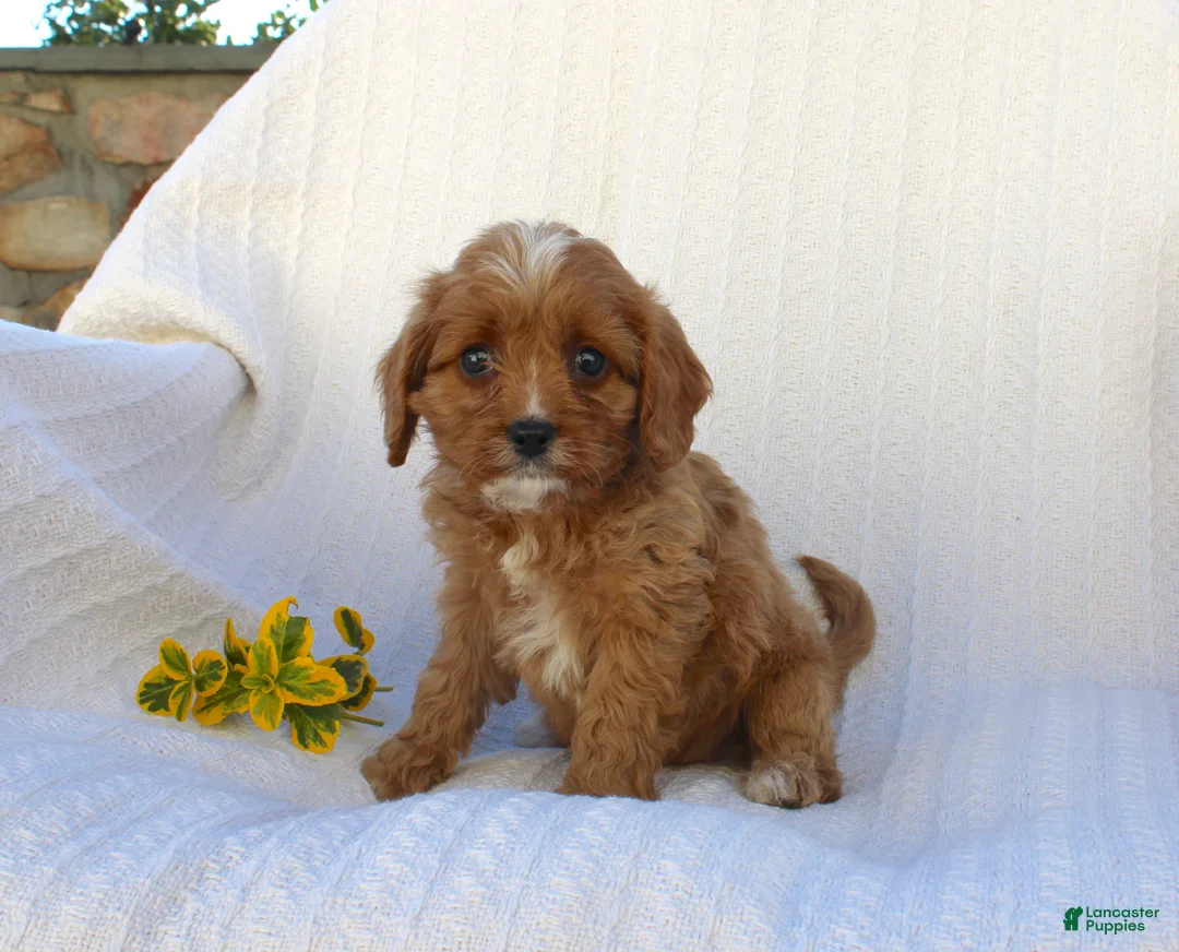 Cavapoo dogs for sale: Lucy - Ad 9