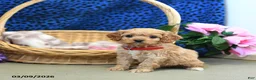 Cavapoo dogs for sale: Sweetie - Ad 4