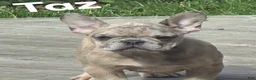 French Bulldog dogs for sale: French Bulldog 1 - Ad 4