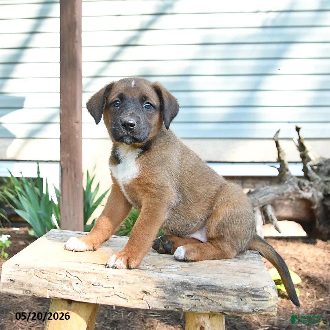 Mixed Breed dogs for sale: Sky - Ad 2