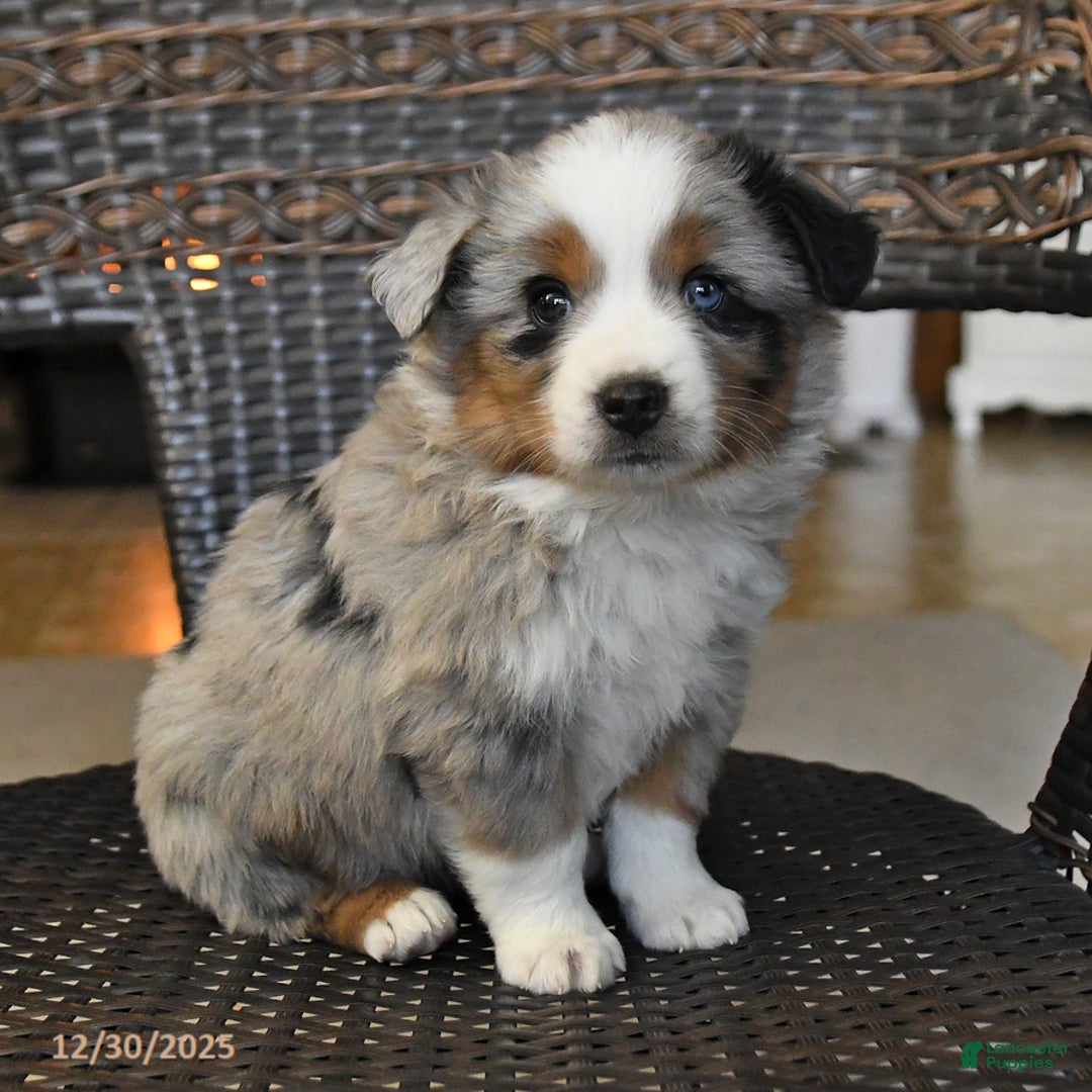 Miniature Australian Shepherd dogs for sale: Darcie - Ad 2
