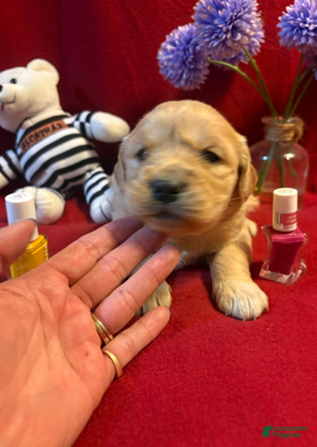 Golden Retriever dogs for sale: Rosie - Ad 3