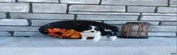 Cavalier King Charles Spaniel dogs for sale: Oreo - Ad 3