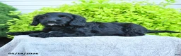 Cavapoo dogs for sale: Max - Ad 3