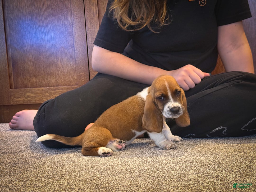 Basset Hound dogs for sale: Oscar - Ad 3