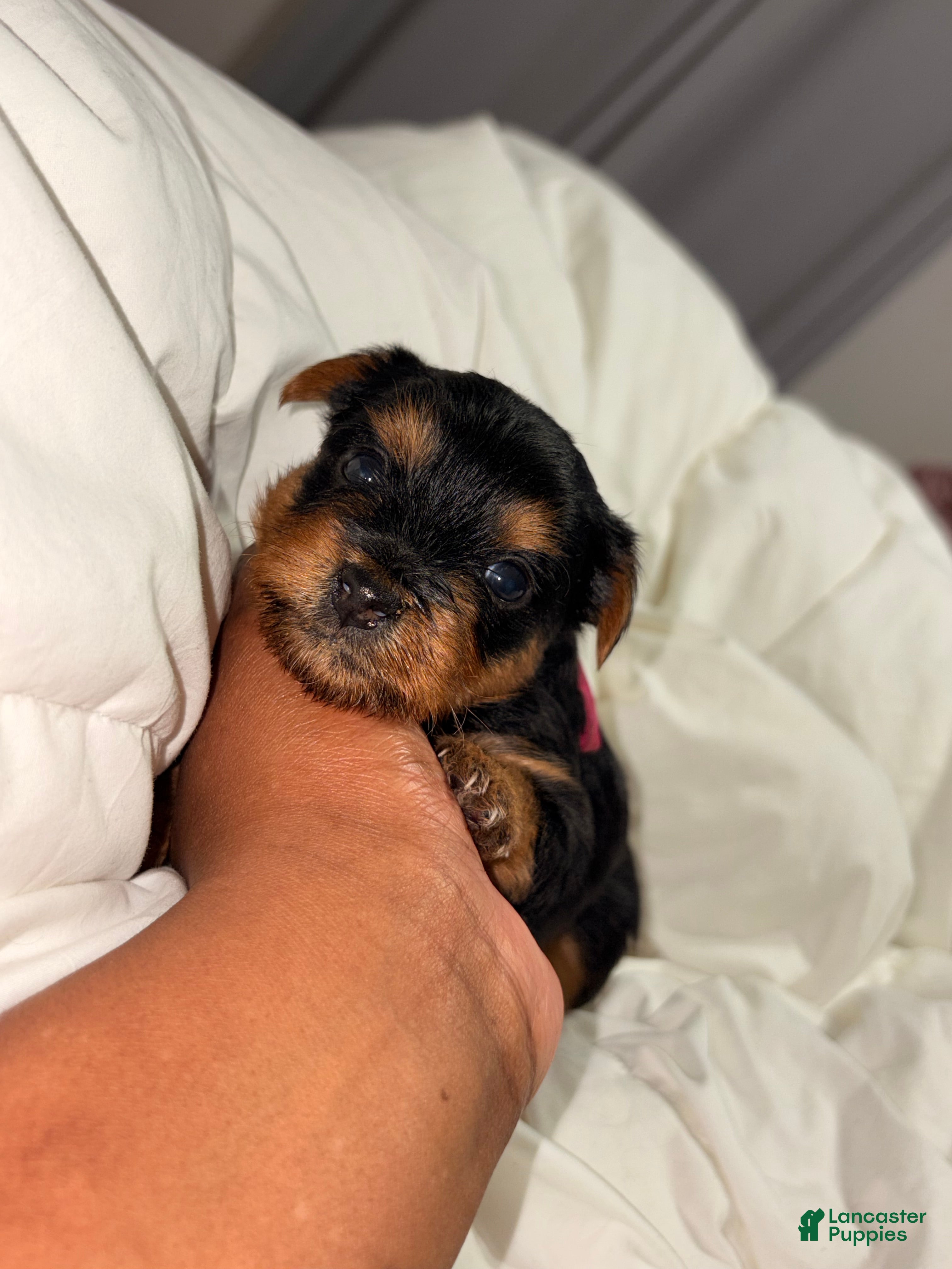 Yorkshire Terrier dogs Bubbles - Ad 37