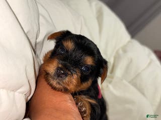 Yorkshire Terrier dogs Bubbles - Ad 18