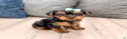 Yorkshire Terrier dogs for sale: Maggie - Ad 4
