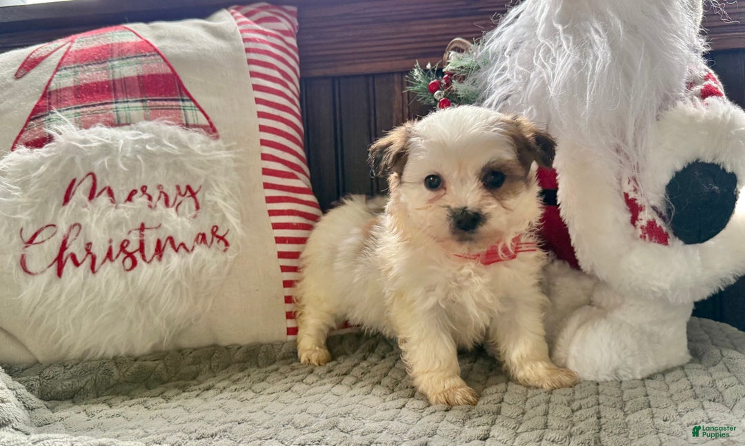 Teddy Bear dogs for sale: Rusty - Ad 1