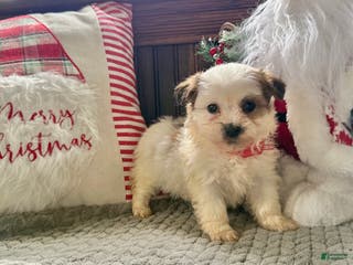 Teddy Bear dogs Rusty - Ad 33