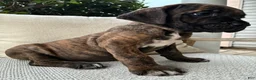 Cane Corso dogs for sale: Cane Corso Brindle  - Ad 2