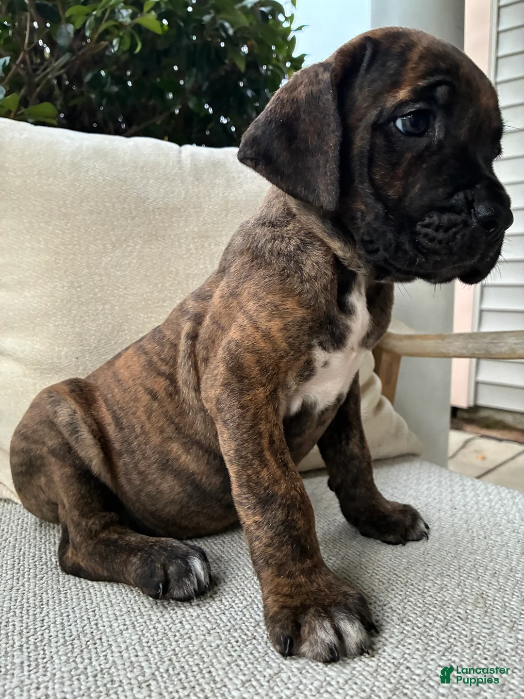 Cane Corso dogs for sale: Cane Corso Brindle  - Ad 2