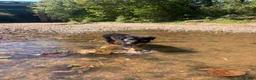 German Shepherd dogs for sale: German Shepherd 2 - Ad 8