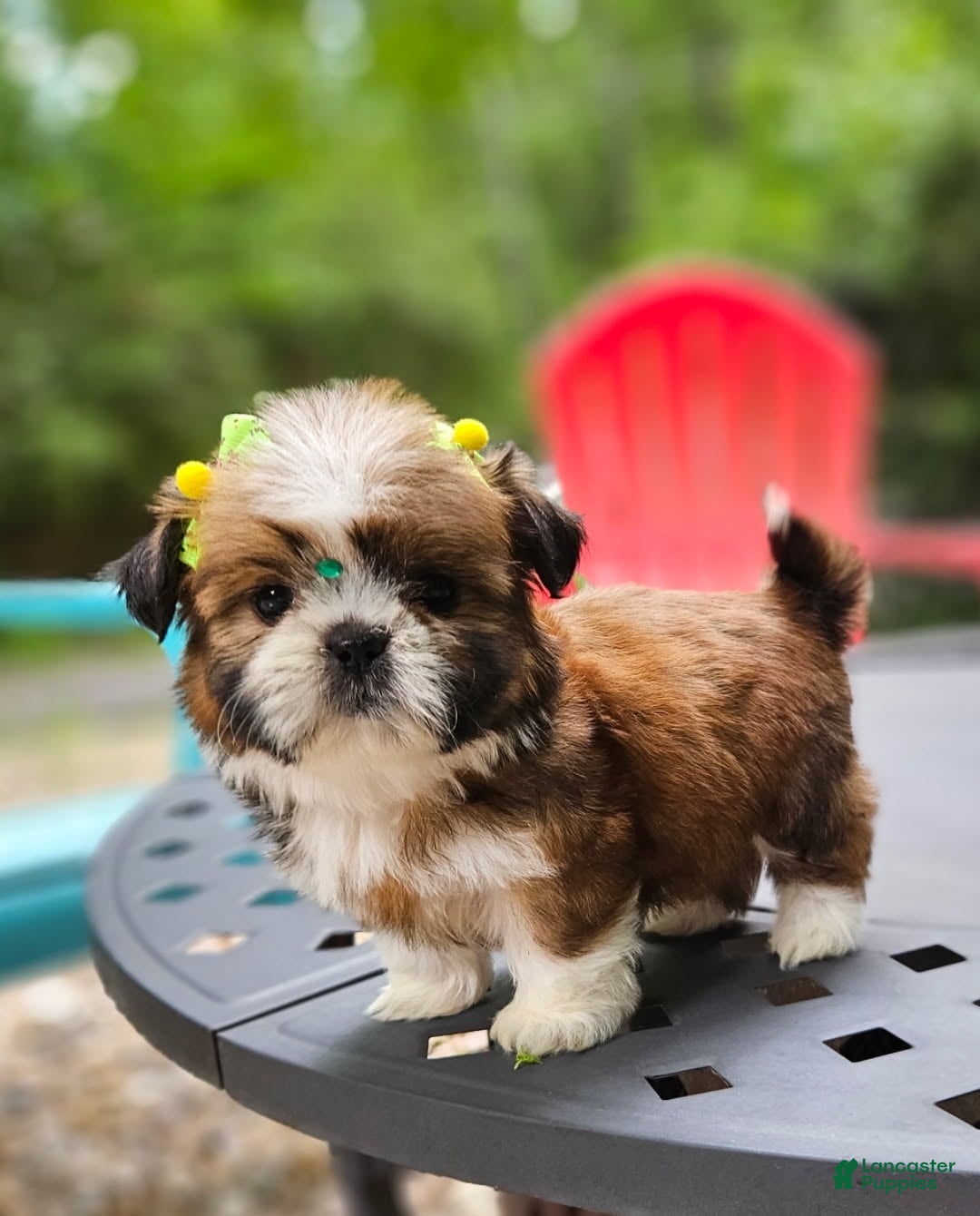 Shih Tzu dogs Shih Tzu Puppy 3 - Ad 2