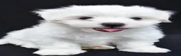 Maltese dogs for sale: Bo - Ad 13