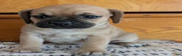 Puggle dogs for sale: Kevin  - Ad 8
