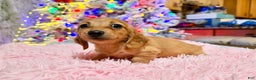 Miniature Dachshund dogs for sale: Russian red Triscuit larger - Ad 3