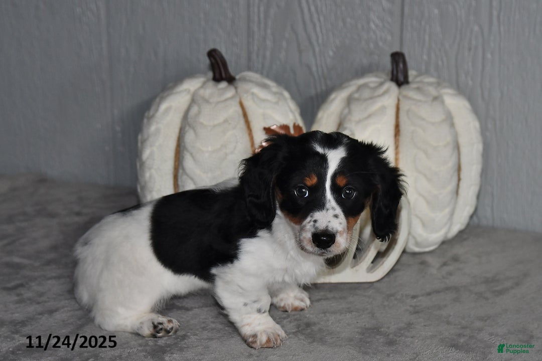 Miniature Dachshund dogs for sale: Chloe - Ad 2