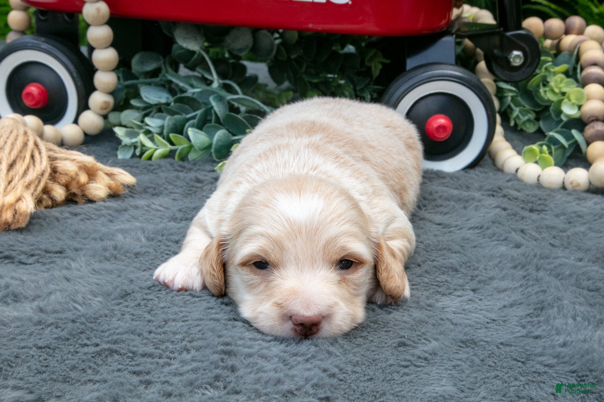 Miniature Dachshund dogs Marshall - Ad 1