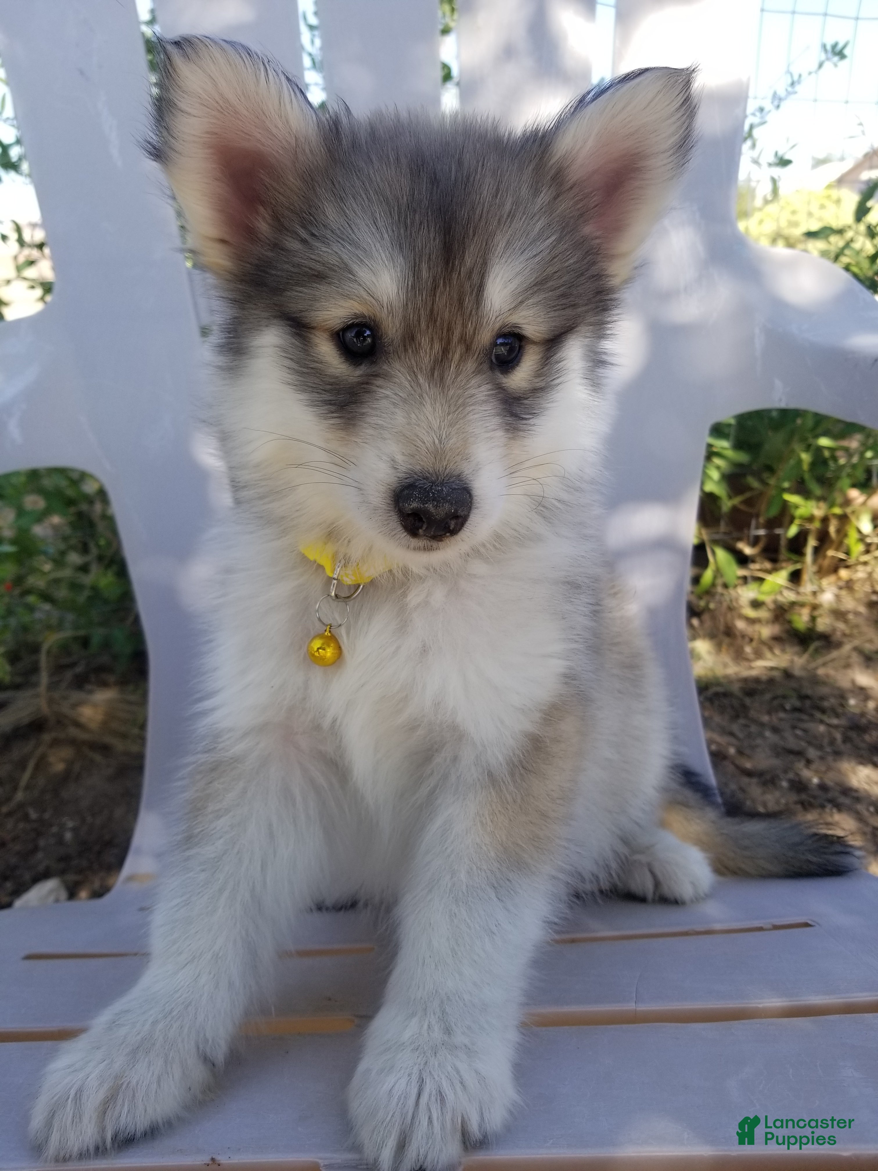 Siberian Husky dogs Siberian Husky 1  - Ad 15
