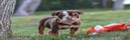 Beabull dogs for sale: Rosie - Ad 5