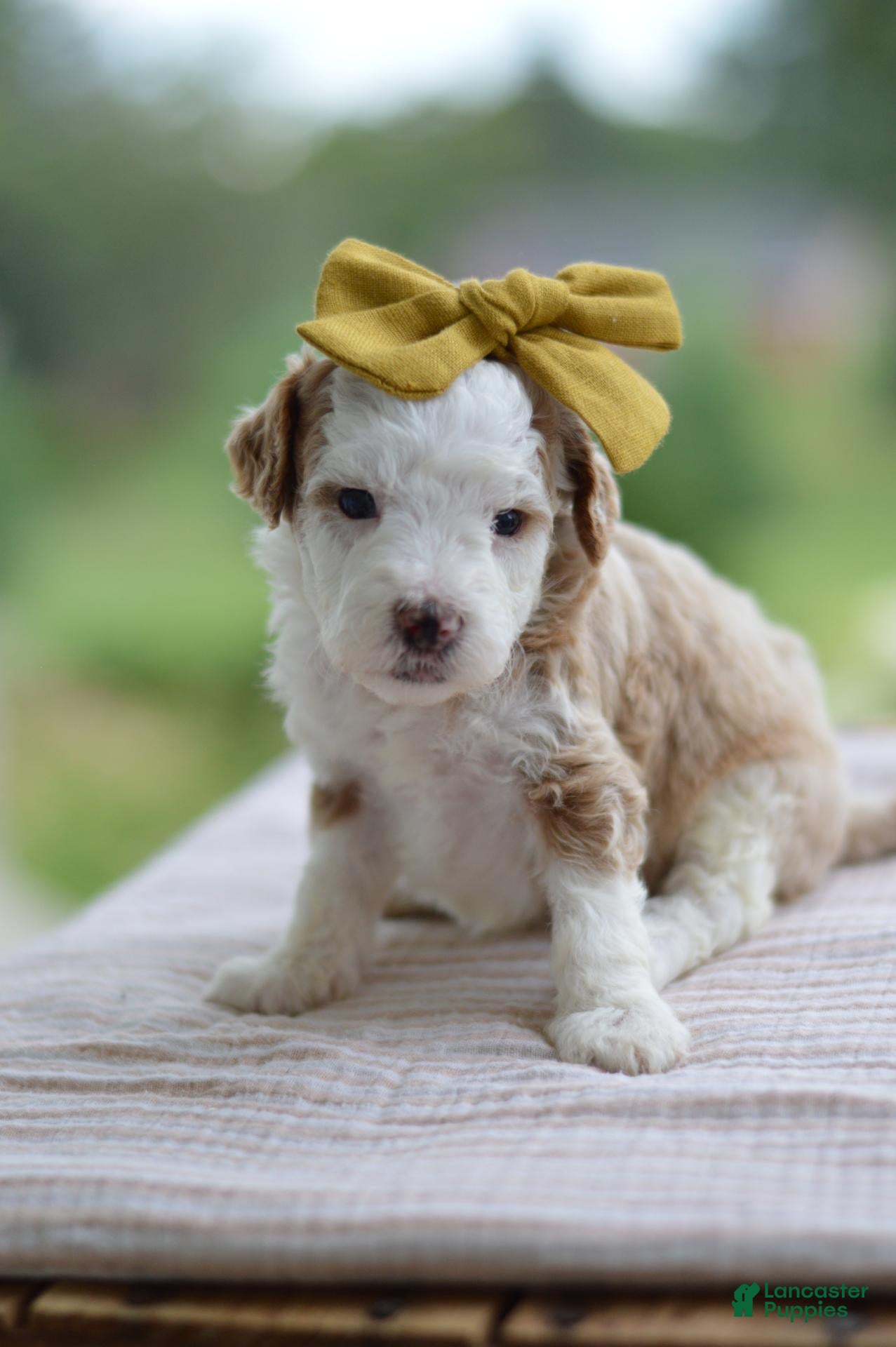 Mini Goldendoodle dogs March - Ad 1