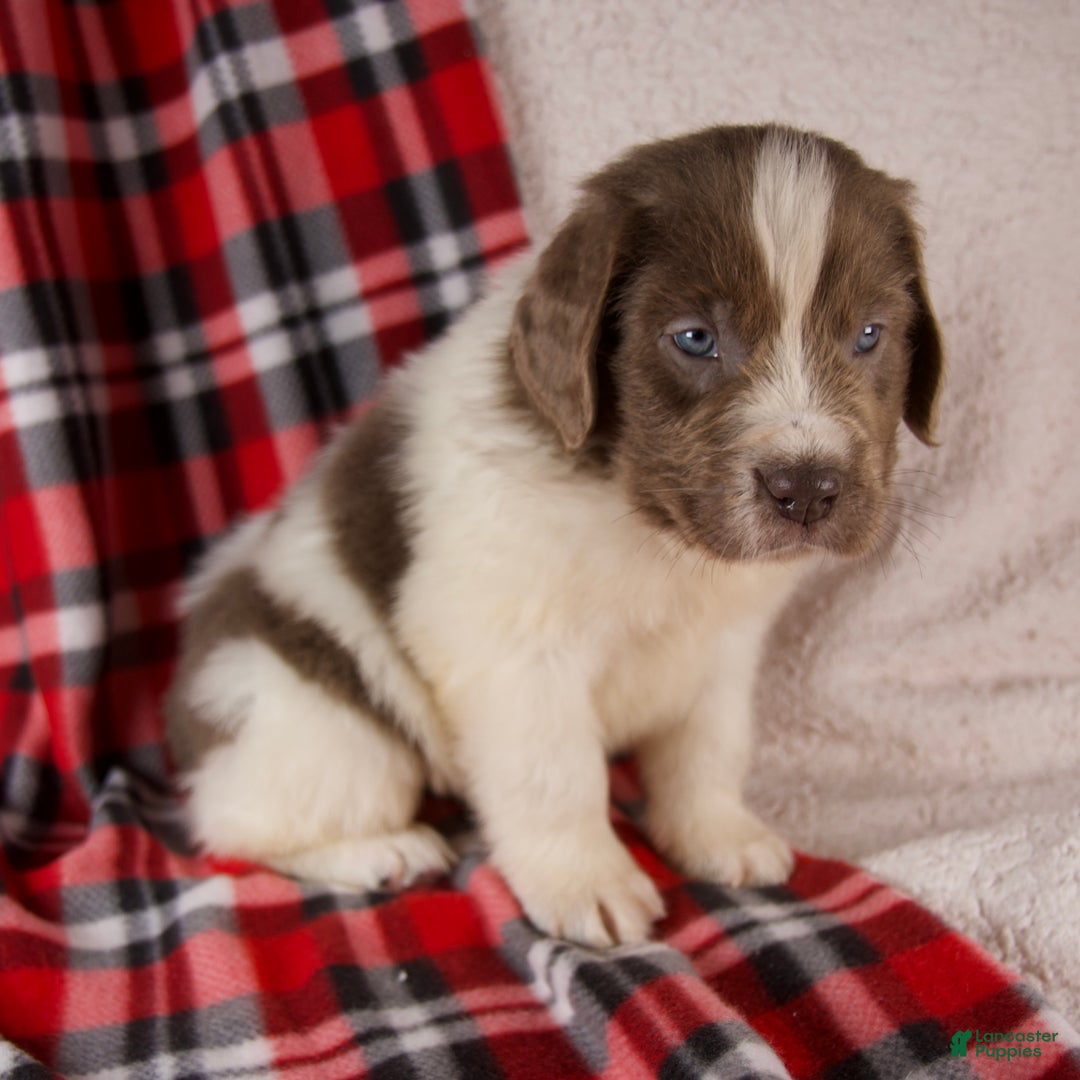 Newfoundland dogs for sale: Finley - Ad 2