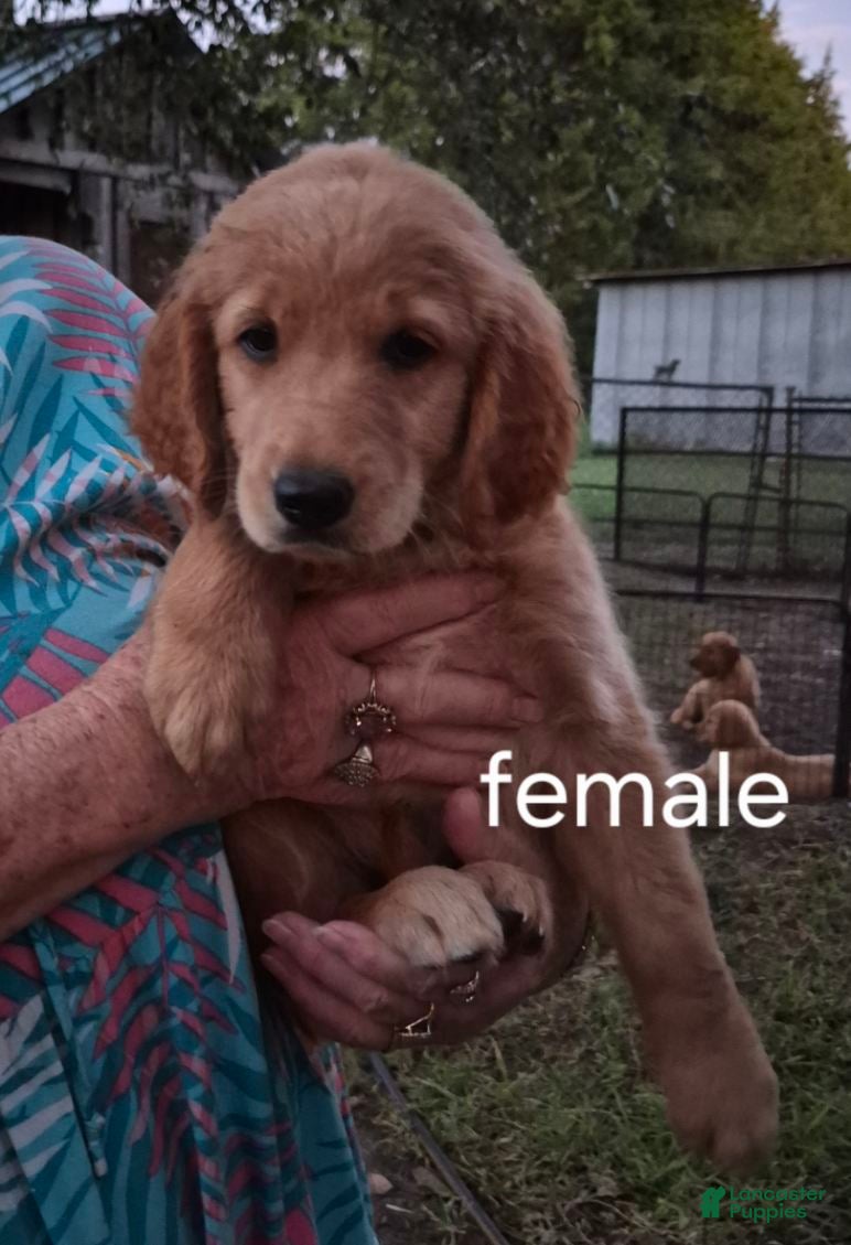 Golden Retriever dogs Girl 4 - Ad 36