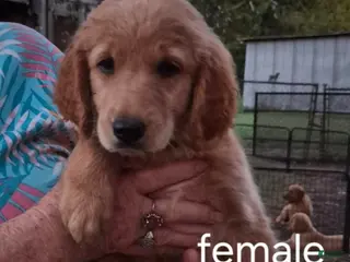Golden Retriever dogs Girl 4 - Ad 36
