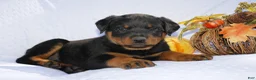 Rottweiler dogs for sale: Rosco  - Ad 2