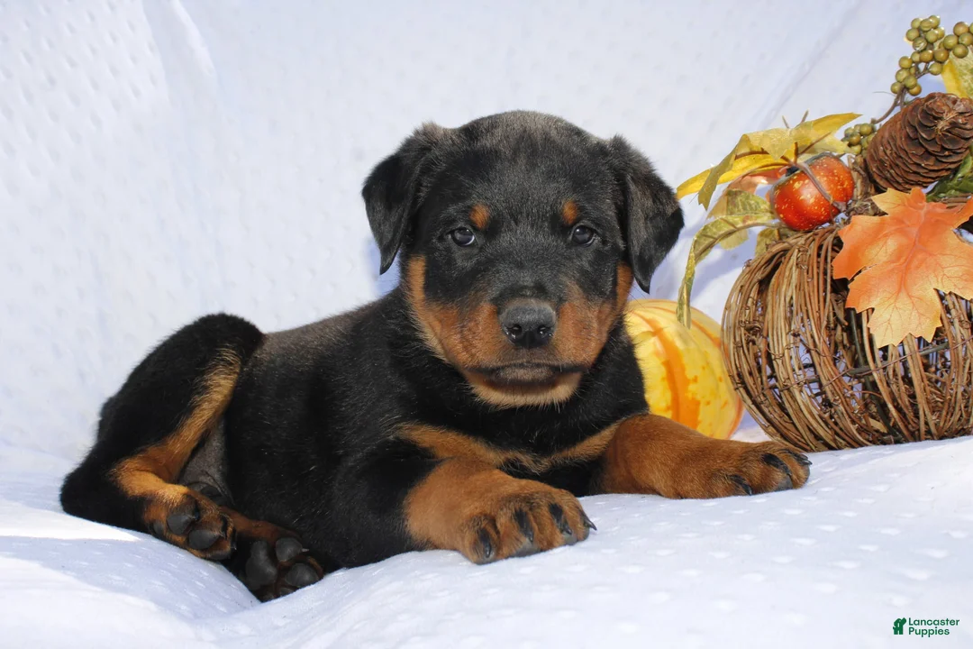 Rottweiler dogs for sale: Rosco  - Ad 2