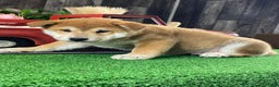 Shiba Inu dogs for sale: Ian - Ad 2