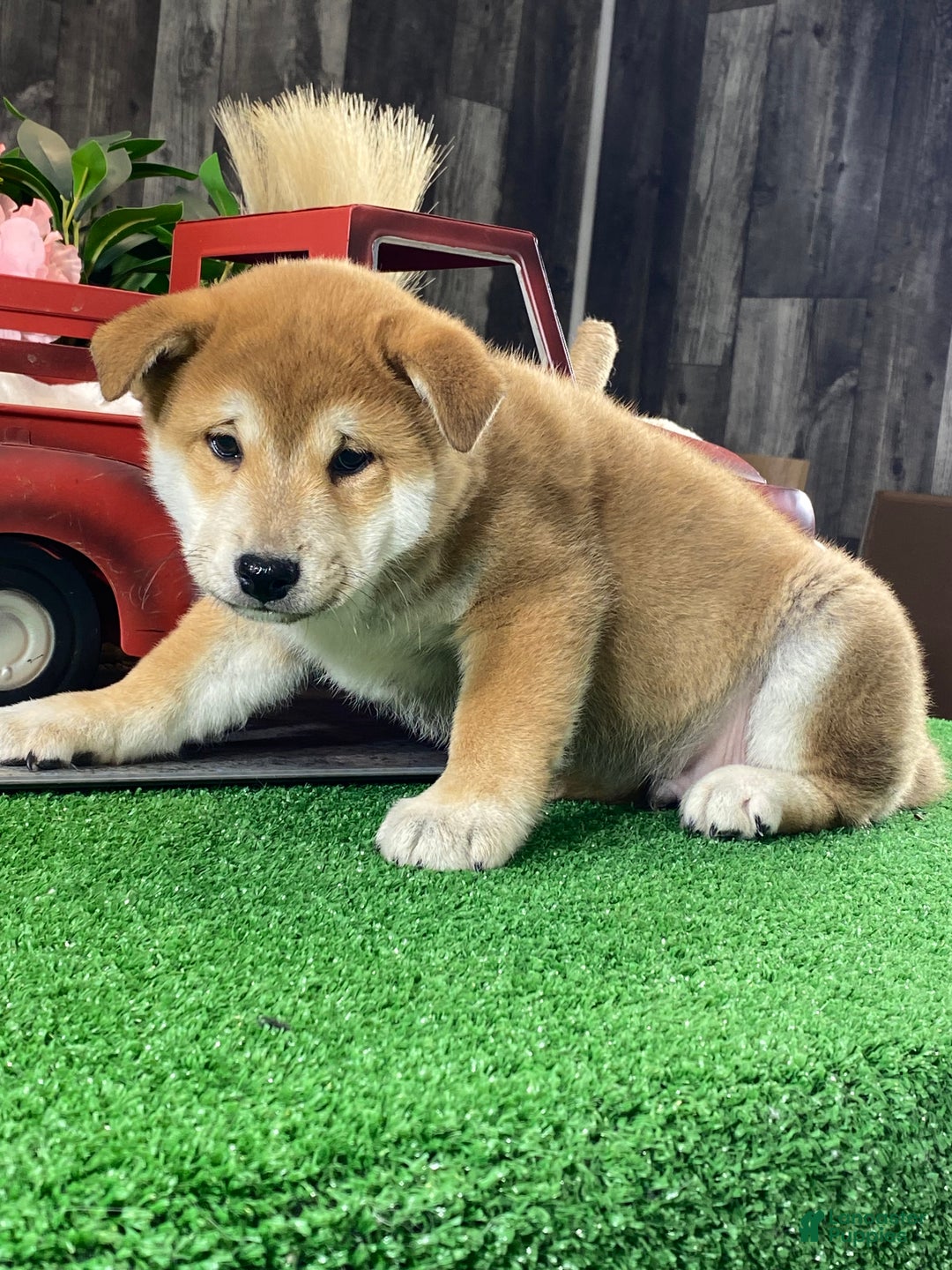 Shiba Inu dogs for sale: Ian - Ad 2