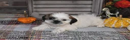 Shih Tzu dogs for sale: Donny - Ad 8