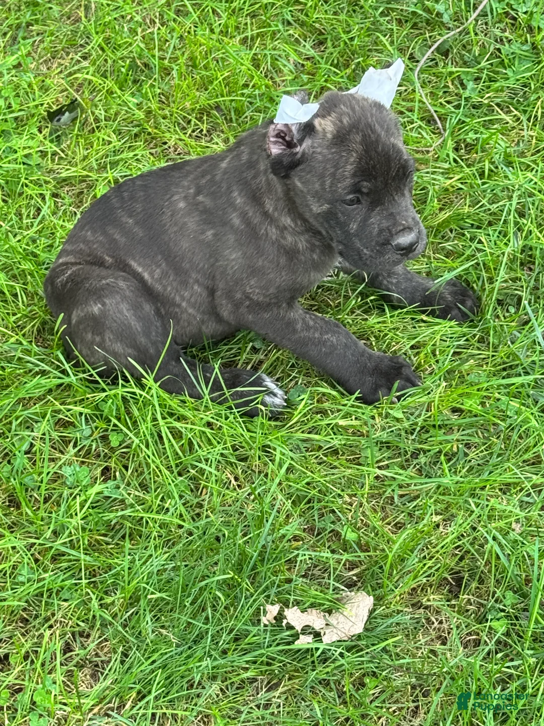 Cane Corso dogs for sale: Cane Corso 1 - Ad 2
