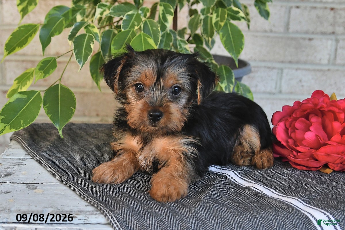 Yorkshire Terrier dogs Nacho - Ad 2