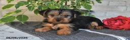 Yorkshire Terrier dogs for sale: Nacho - Ad 2