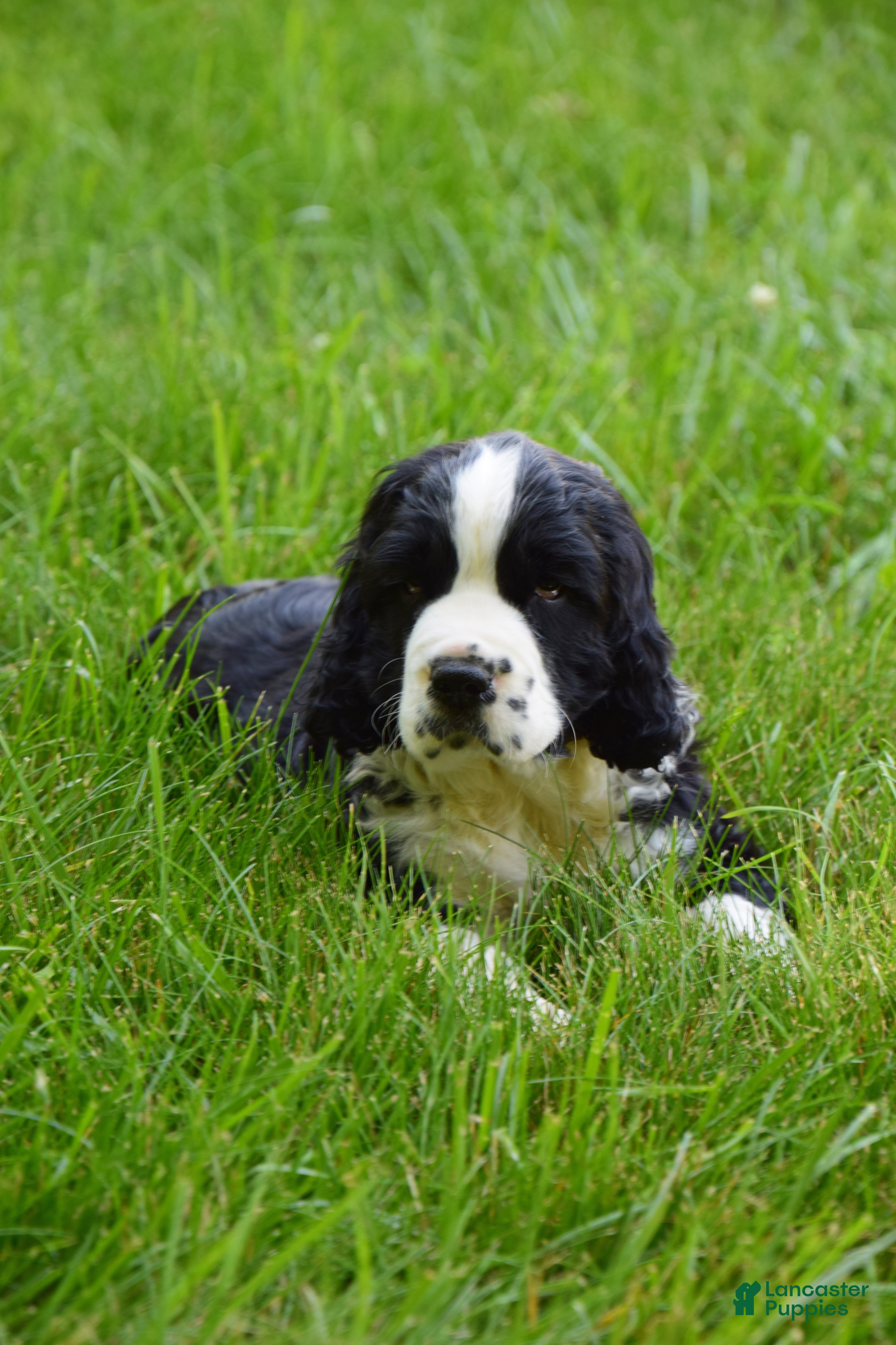 English Springer Spaniel dogs Onyx - Ad 6
