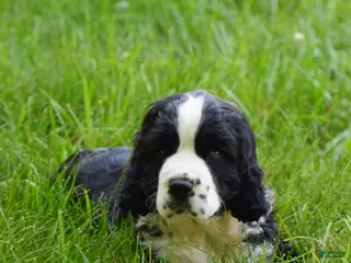 English Springer Spaniel dogs Onyx - Ad 5
