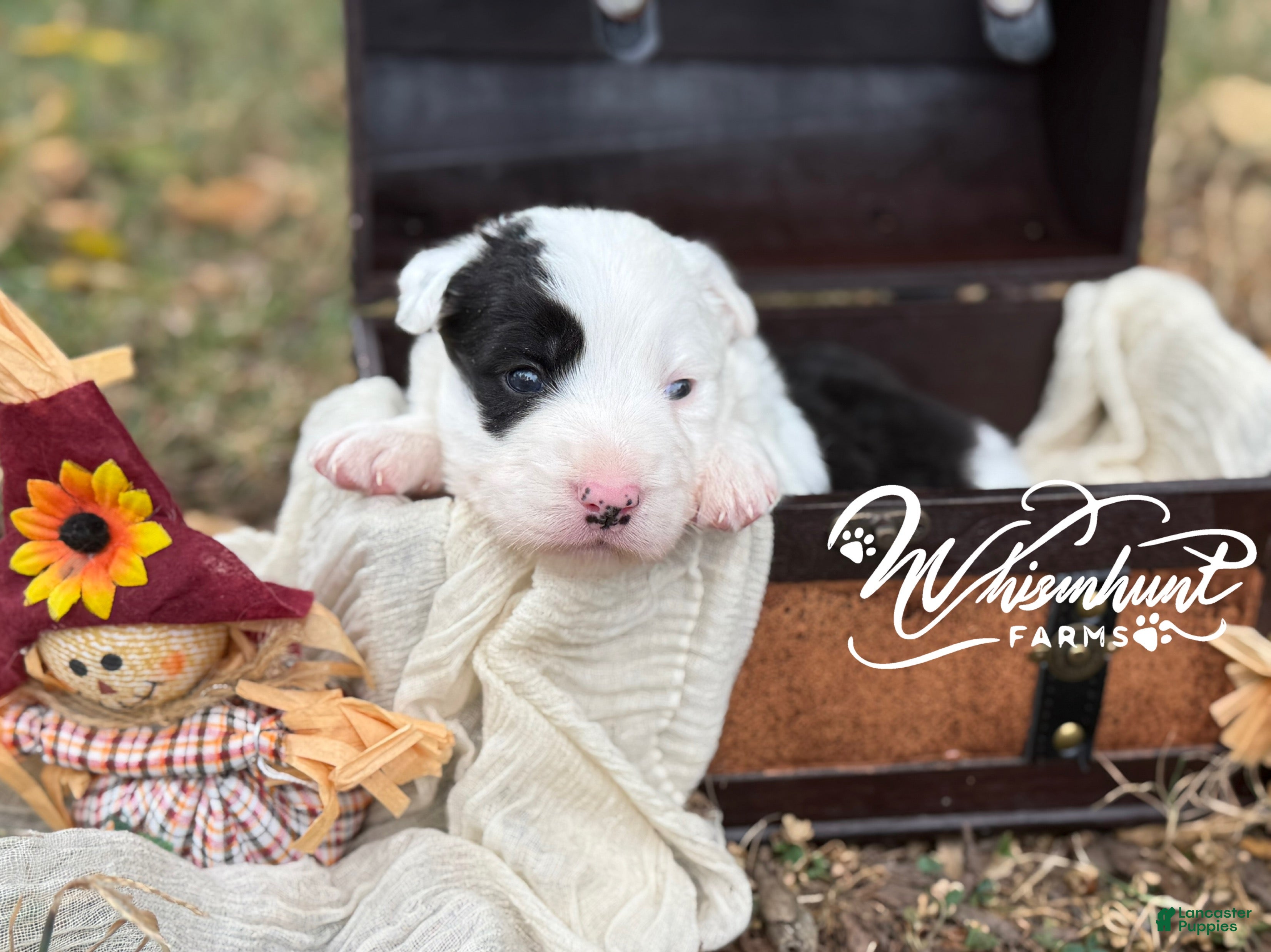 Border Collie dogs Patsy - Ad 5