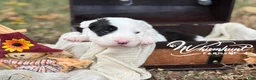 Border Collie dogs for sale: Patsy - Ad 1