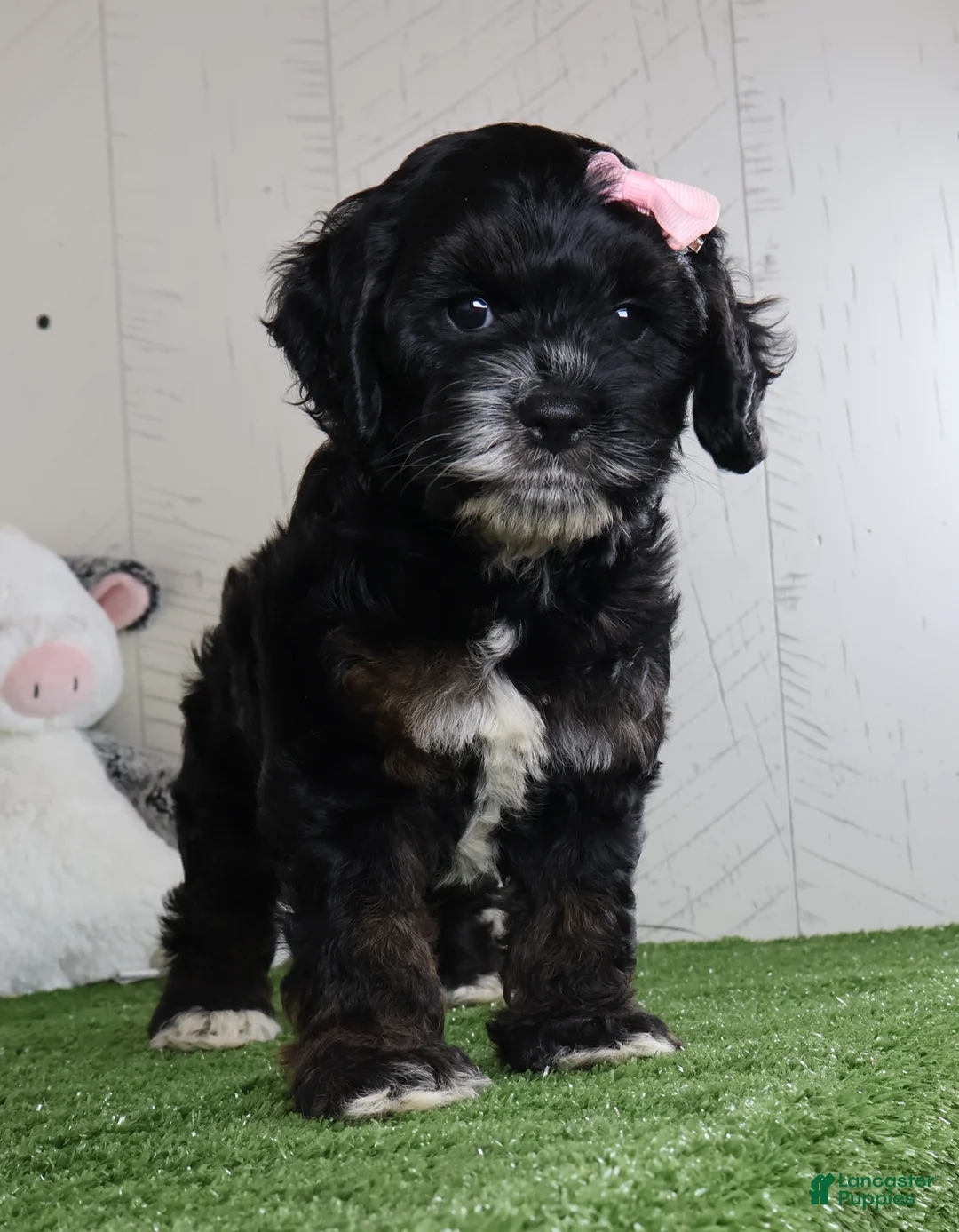 Cockapoo dogs for sale: Darla - Ad 5