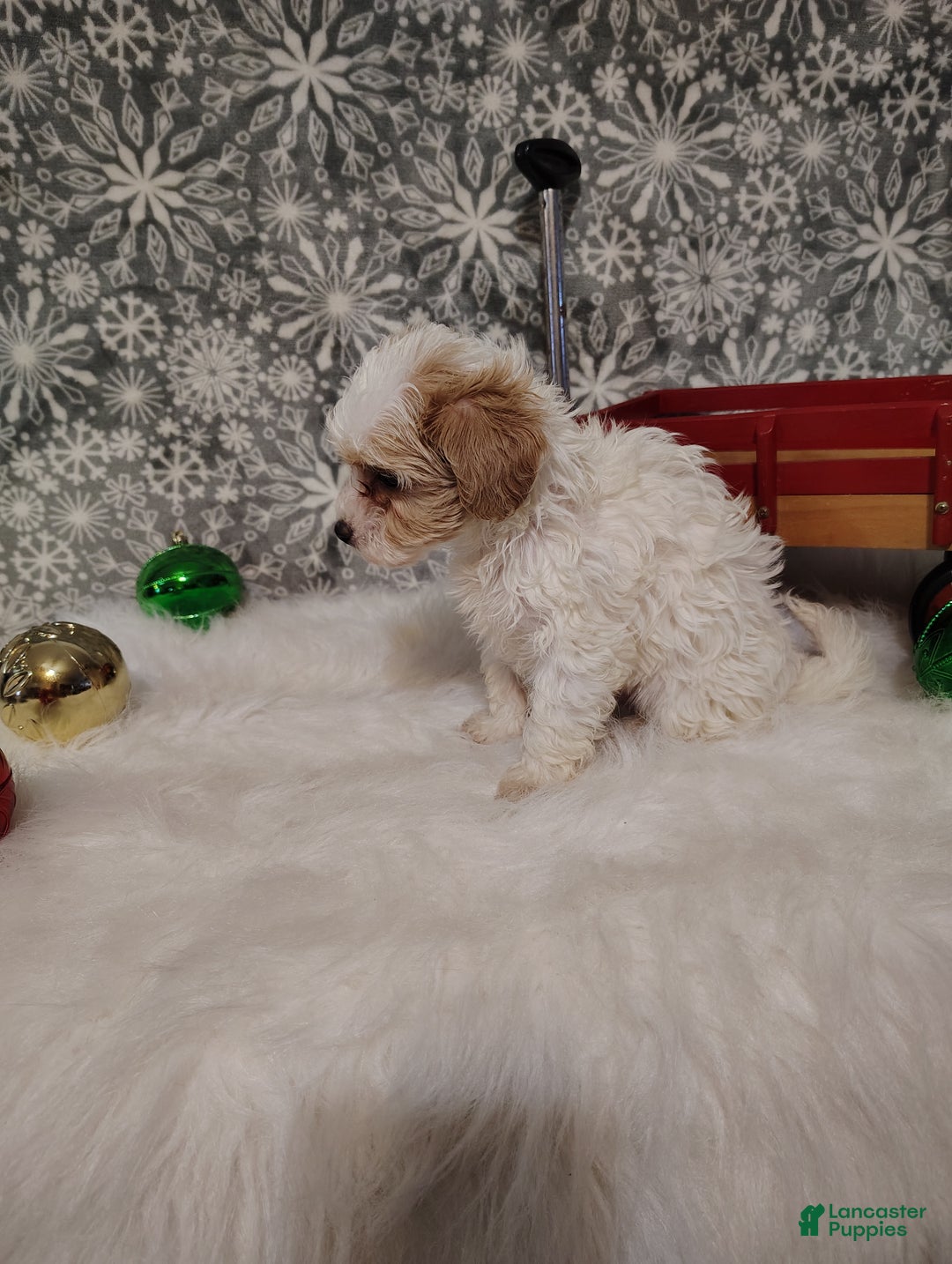 Maltipoo dogs for sale: Leo - Ad 2