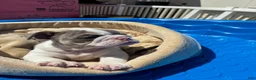 English Bulldog dogs for sale: Layla - Ad 4
