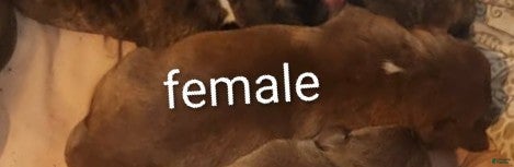 Mixed Breed dogs Mixed Breed Puppy 5 - Ad 29