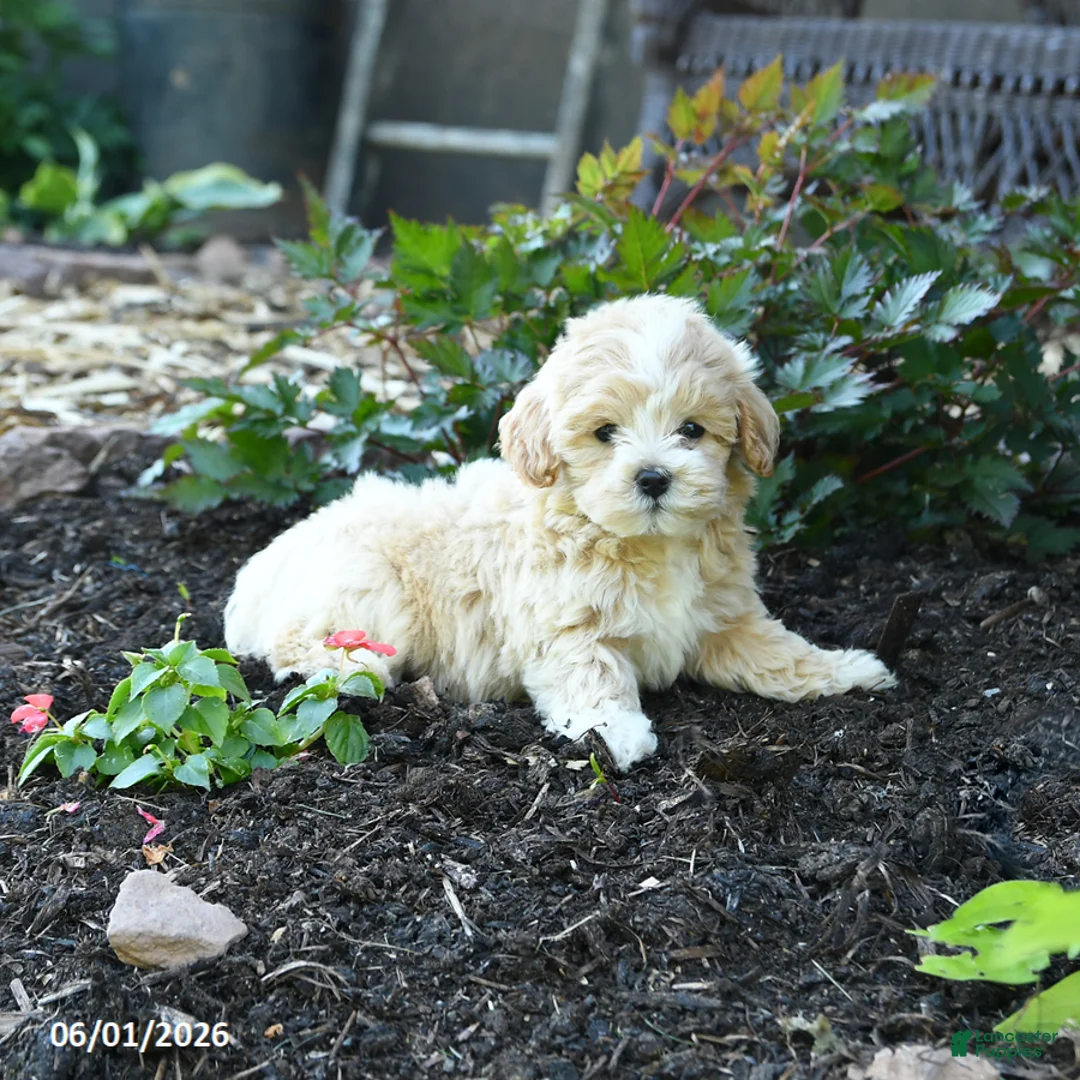 Maltipoo dogs for sale: Buttercup - Ad 2