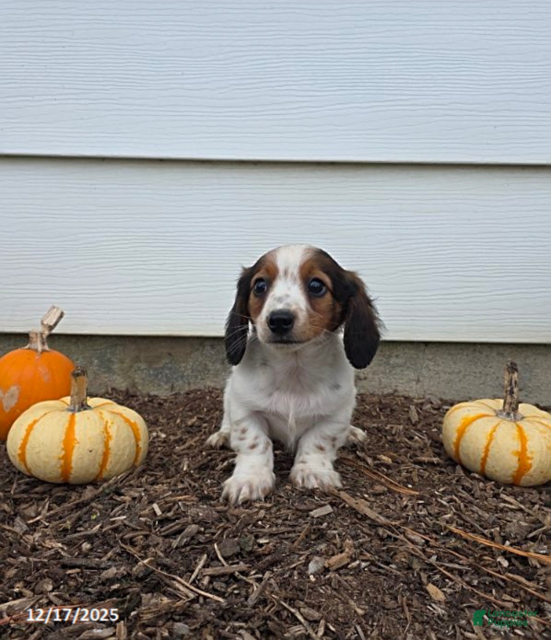 Miniature Dachshund dogs for sale: Shawn - Ad 2